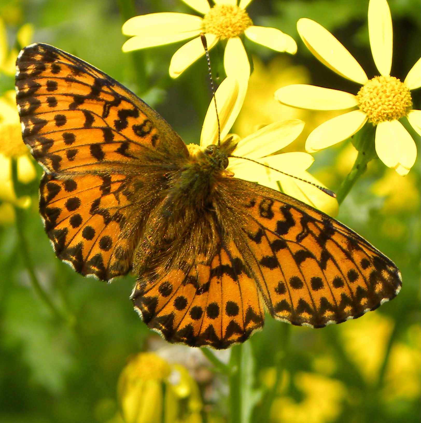 Boloria tithania